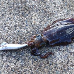 越前エギング 波が…風が…